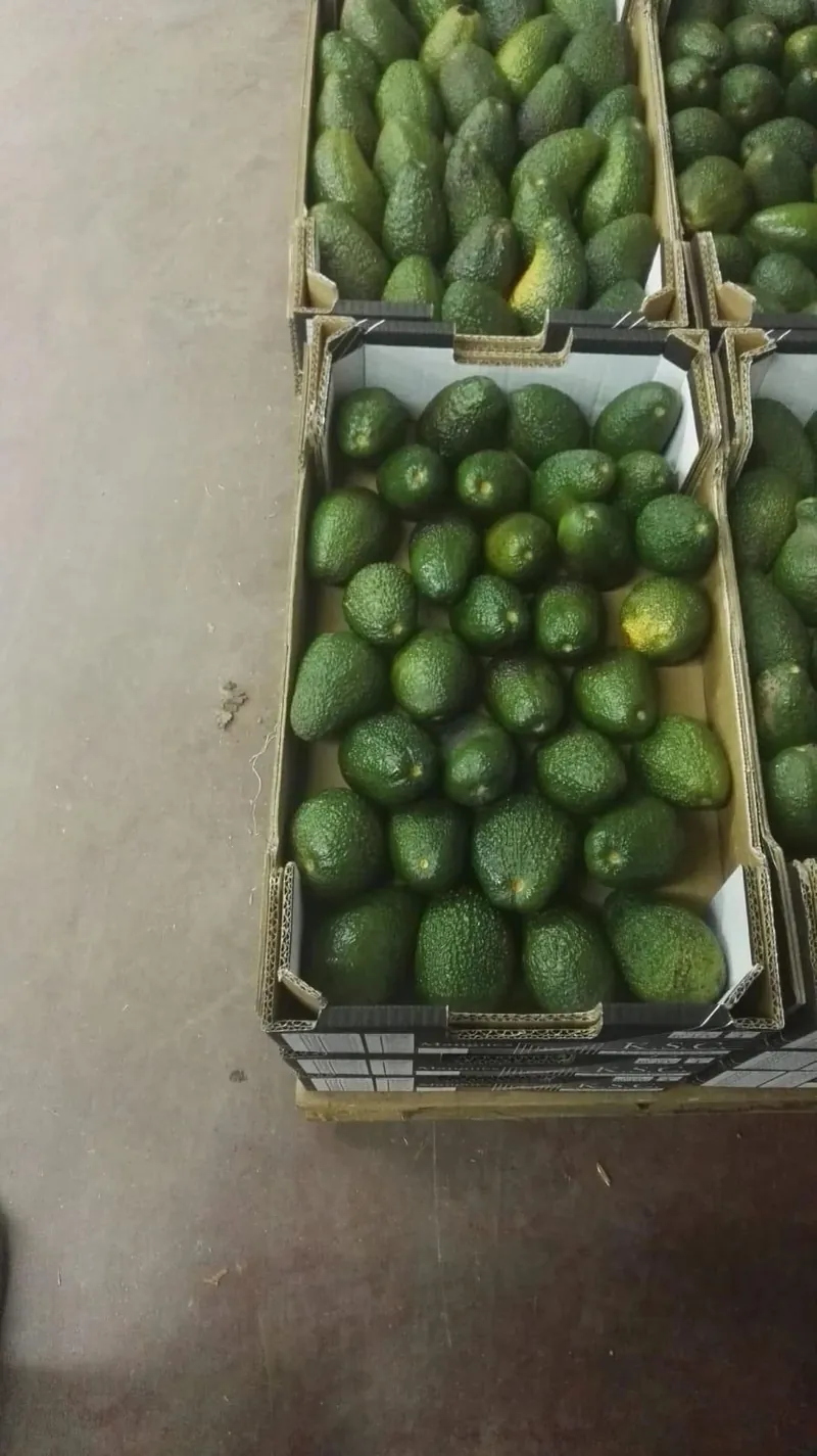 Avocados graded and packed in export cartons
