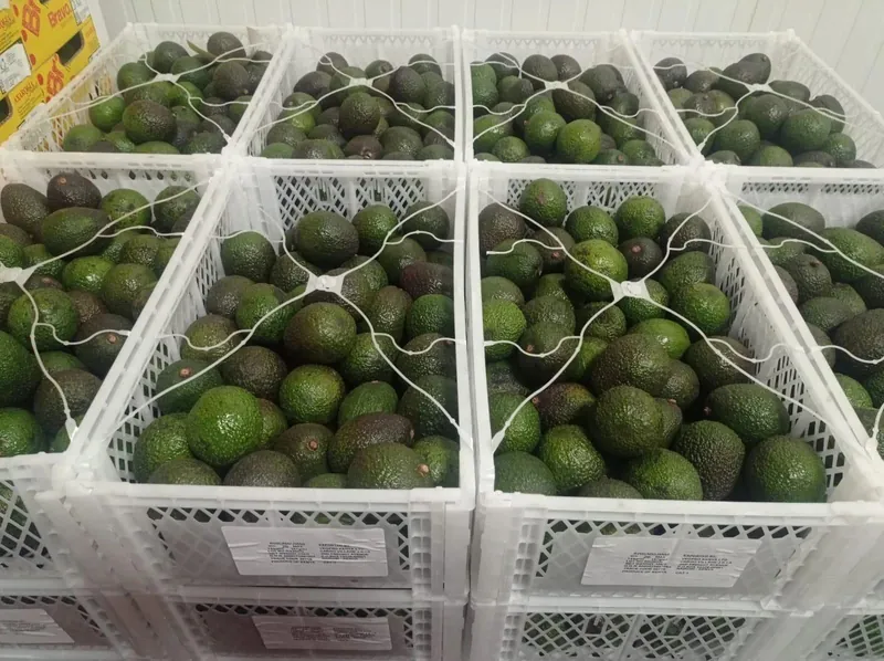 Avocados in labelled export crates ready for loading