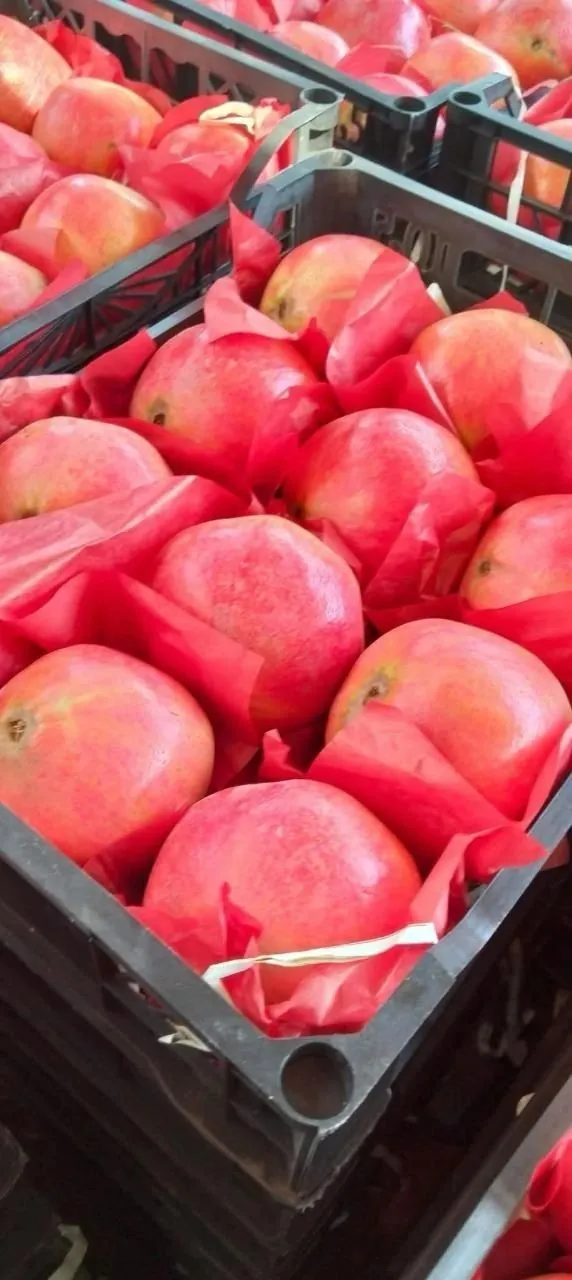 Pomegranates packed in export crates