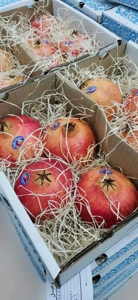 Grenades emballées en carton pour l'export